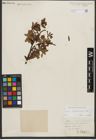 Foto von Salix waldsteiniana Willd.
